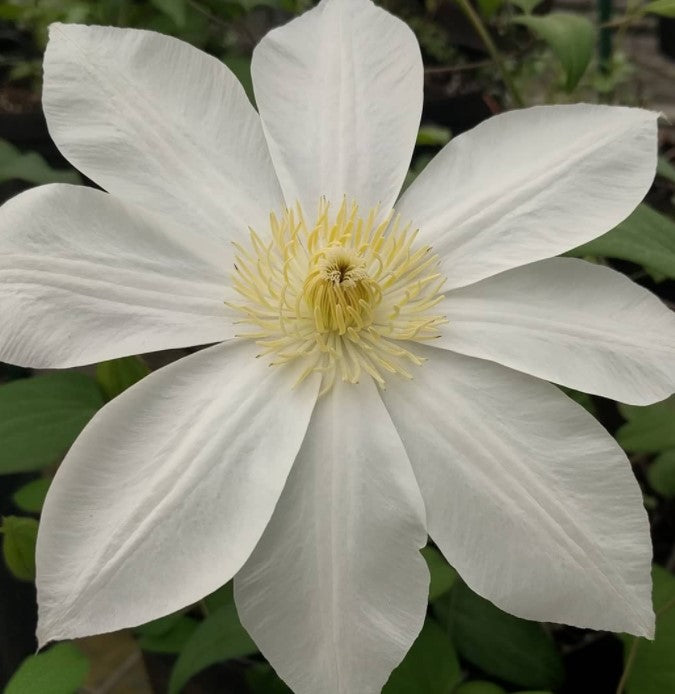 Clematis Saalomon 