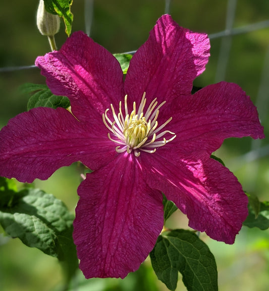 Clematis Remembrance