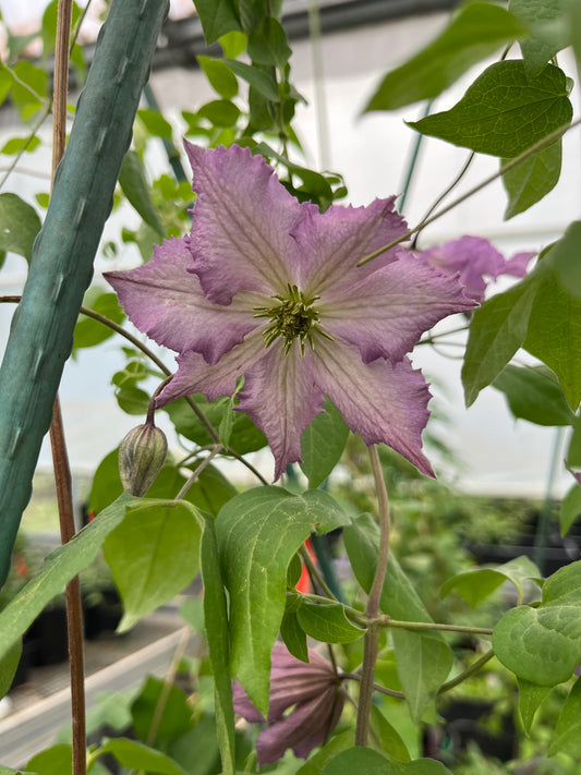 Clematis Tentel