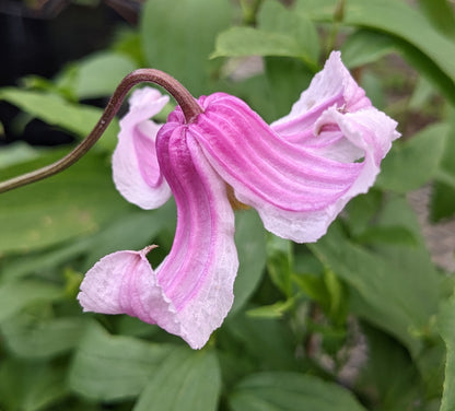 Clematis Twist and Shout