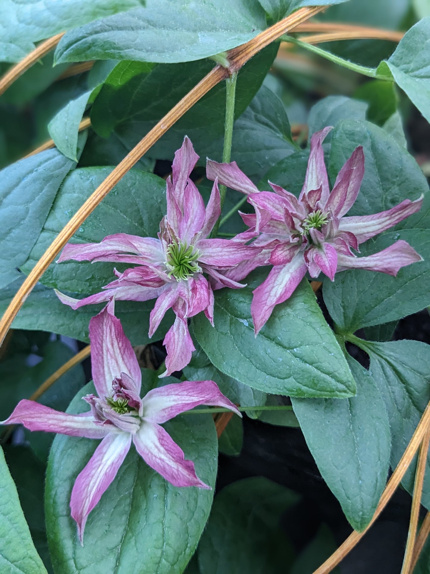 Clematis Rosalyn