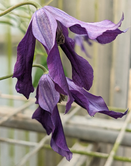 Clematis Blue Ocean