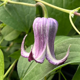 Clematis Sue Reade