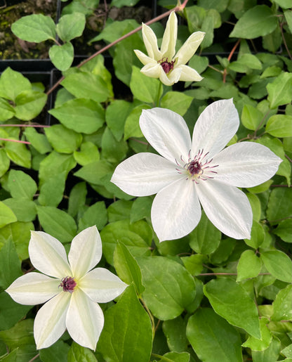 Clematis White Pearl