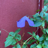 Clematis Purple Haze