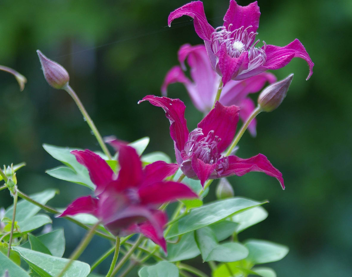 Clematis Raspberry Beret