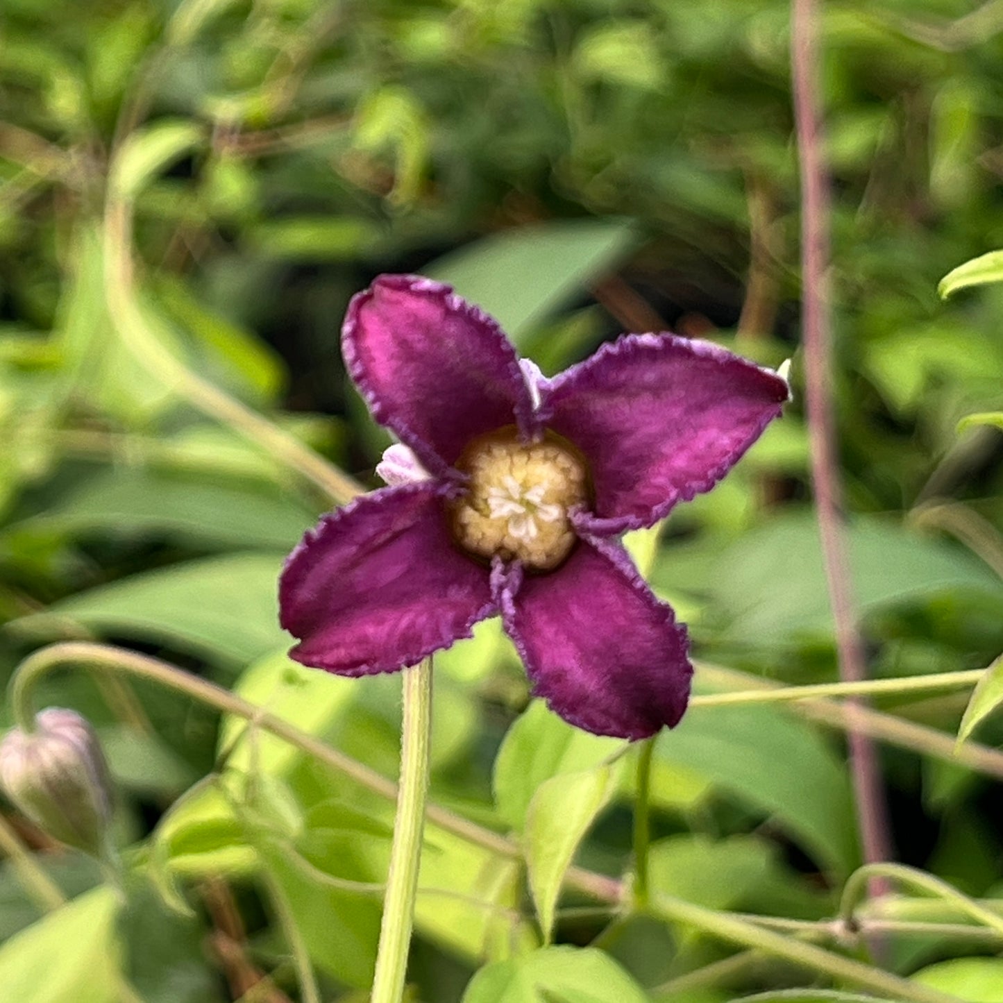 Clematis Sue Reade