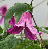 Clematis Spark