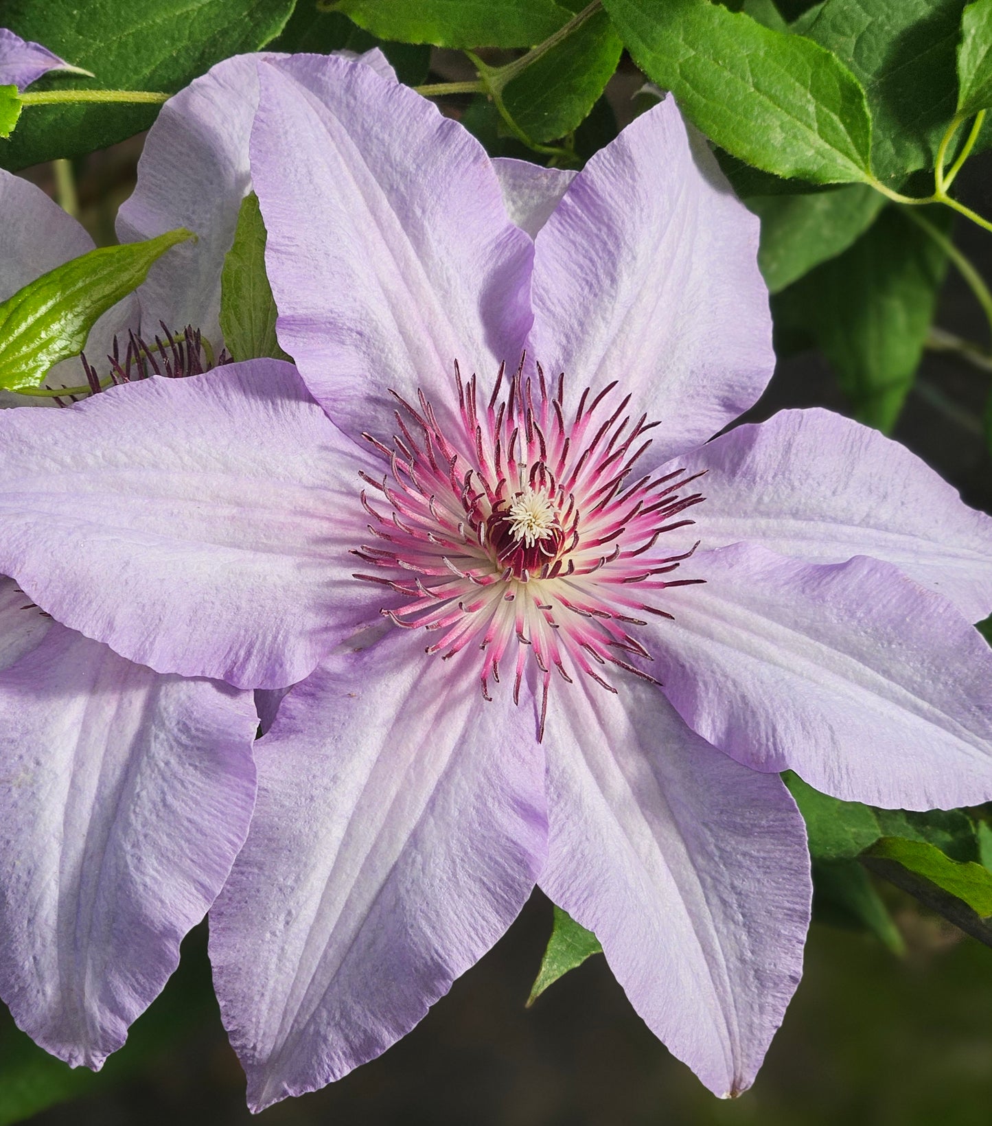 Clematis The First Lady