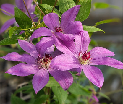 Clematis Sympatia