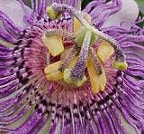 Passiflora incarnata