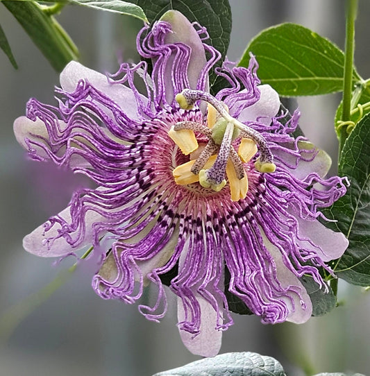 Passiflora incarnata