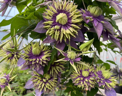 Clematis Taiga