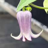 Clematis Sue Reade