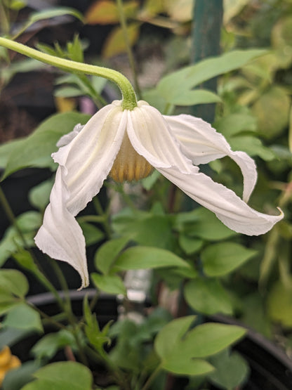 Clematis Alba Chirifu