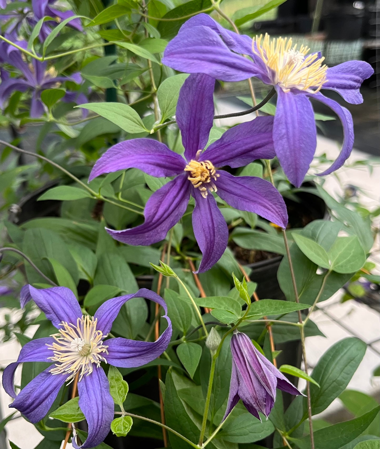 Clematis Mississippi River