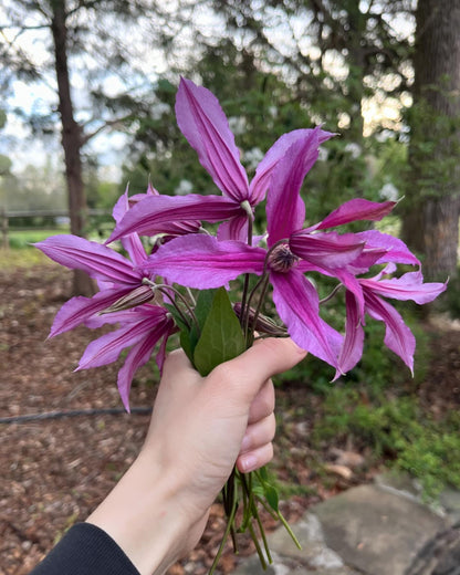 Clematis Spark