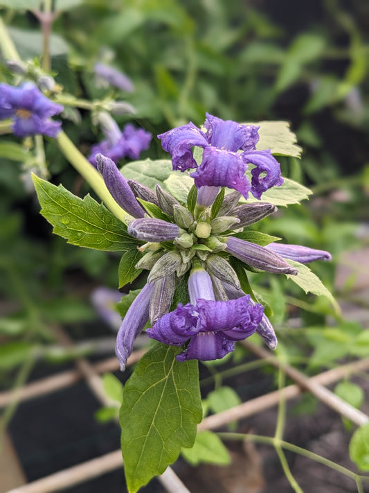 Clematis heracleifolia 'Cassandra'