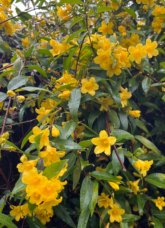 Gelsemium sempervirens Margarita