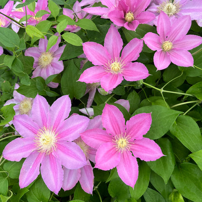 Clematis Abilene