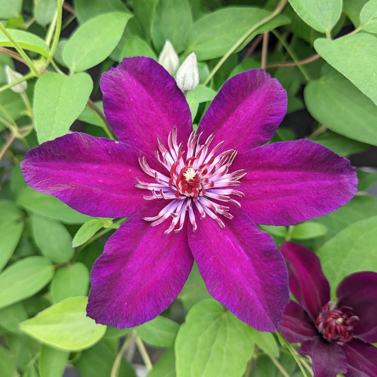 Clematis Stasik