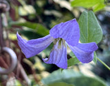 Clematis Purple Haze