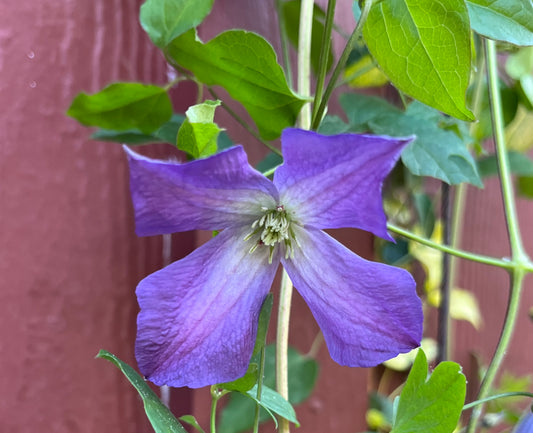 Clematis Purple Haze