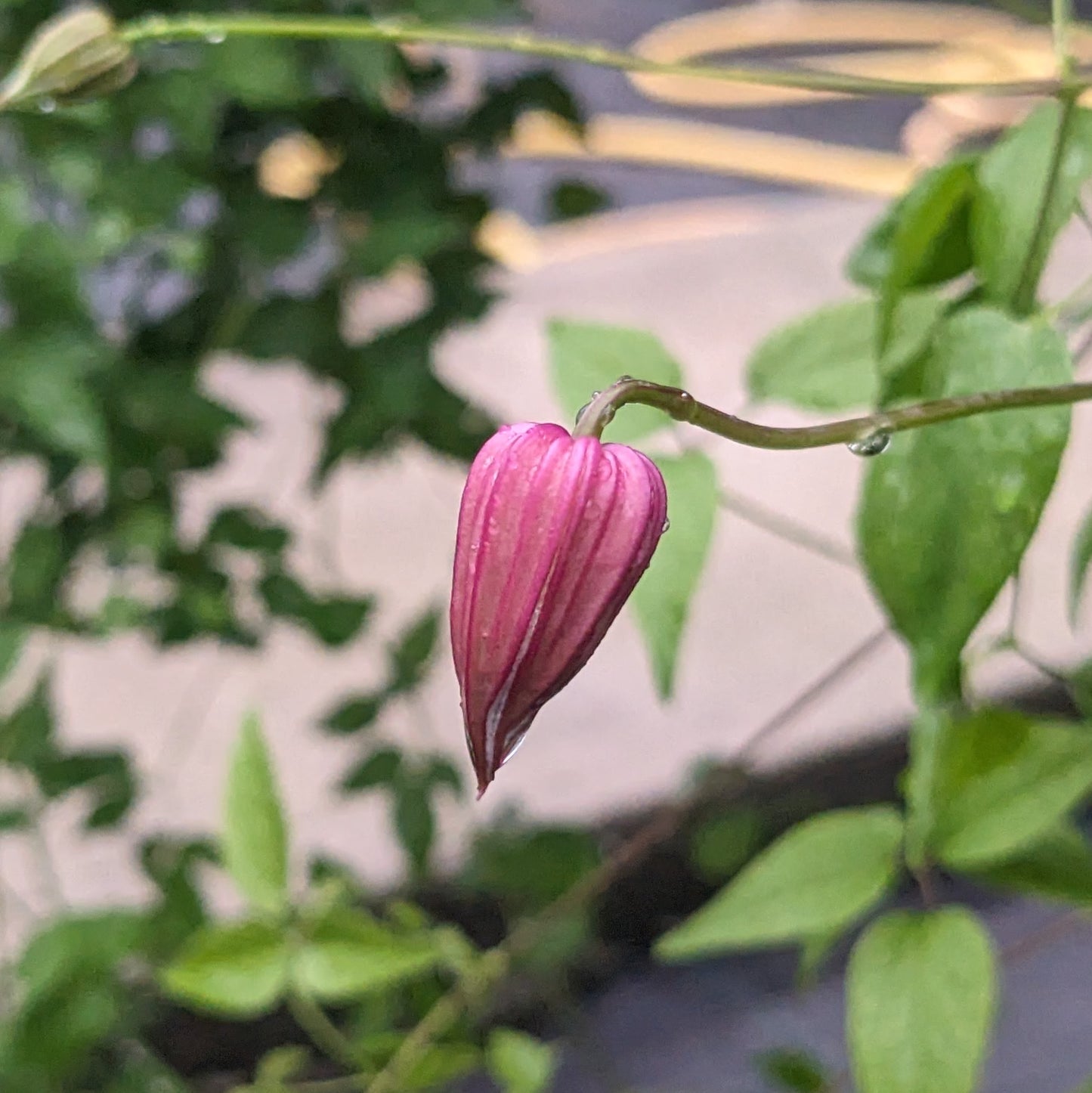 Clematis Tamakazura