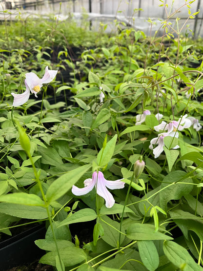 Clematis Twist and Shout