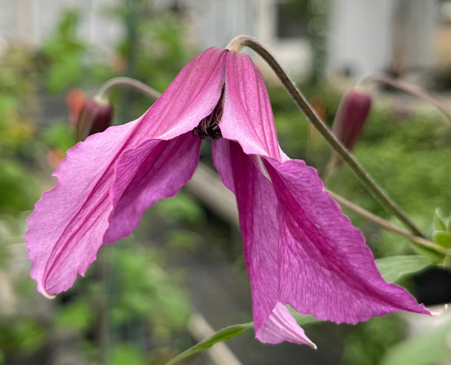 Clematis Spark