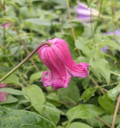 Clematis Tamakazura