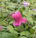 Clematis Tamakazura