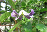 Clematis Buckland Pixie