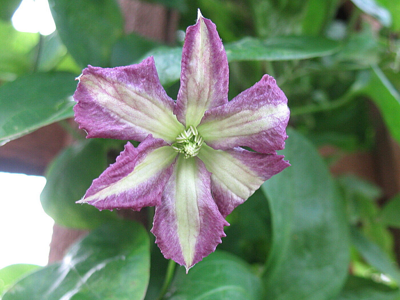 Clematis Burford Princess