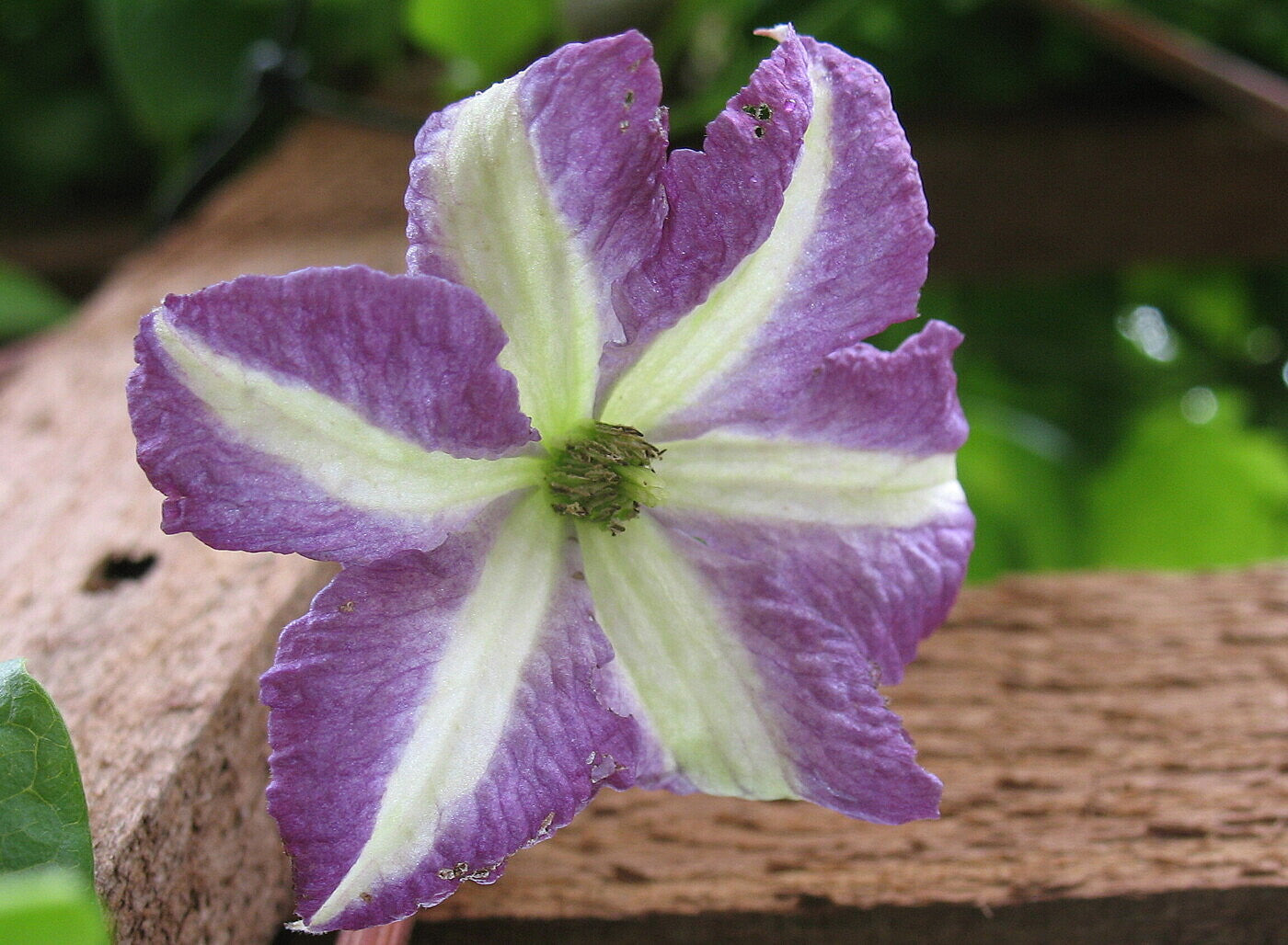 Clematis Burford Princess