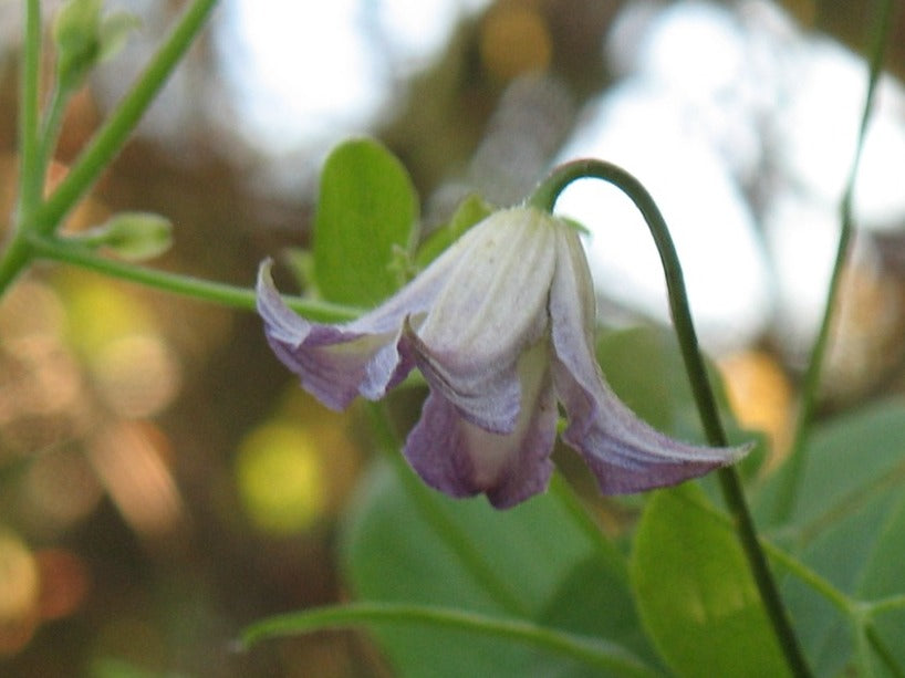 Clematis Buckland Pixie