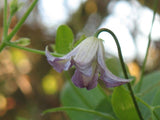 Clematis Buckland Pixie