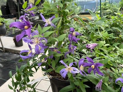 Clematis Mississippi River