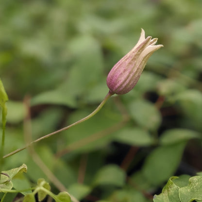 Clematis Princess Kate