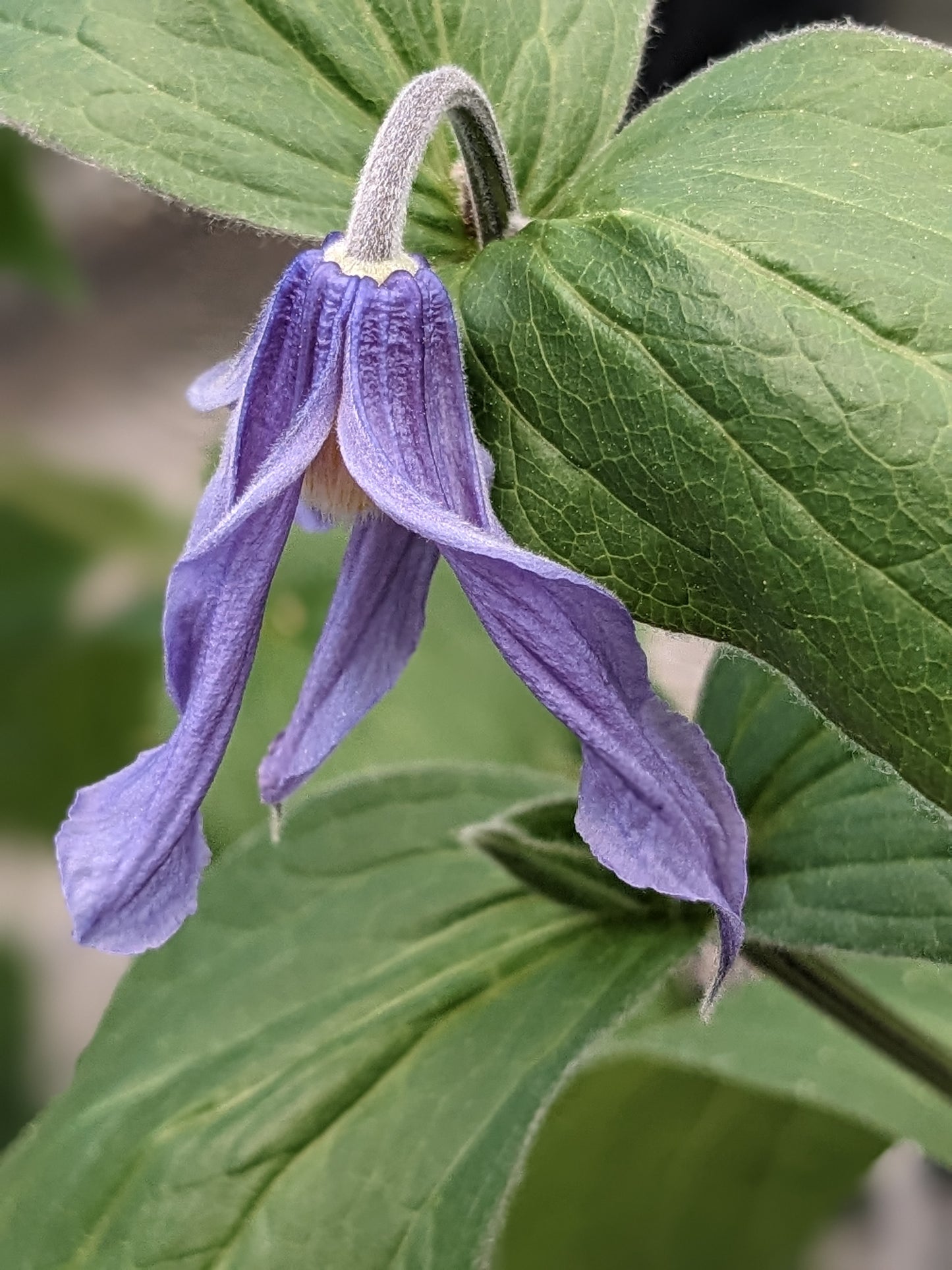 Clematis Elegant Rhythm