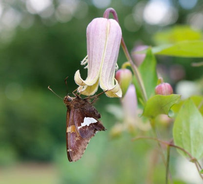 Clematis reticulata