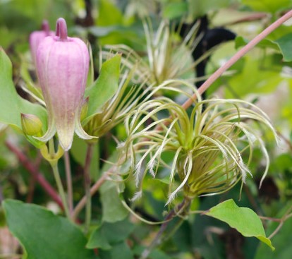 Clematis reticulata