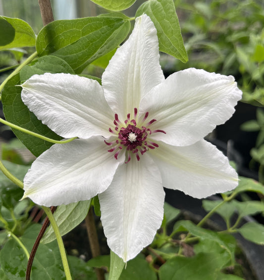 Clematis Bambino