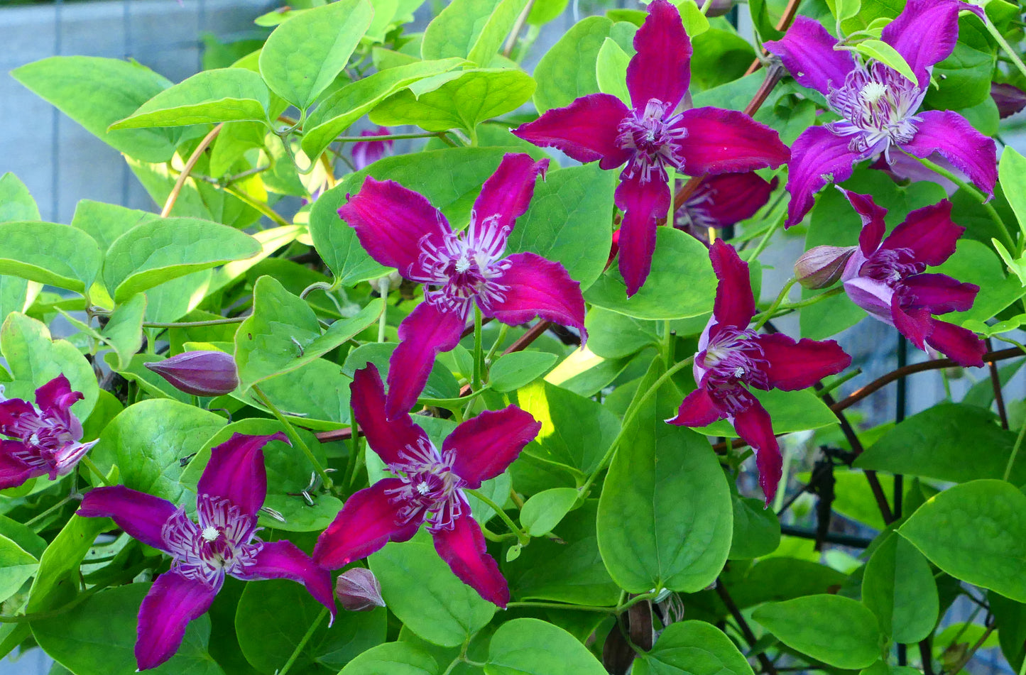 Clematis Raspberry Beret