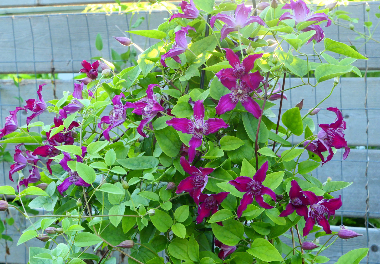 Clematis Raspberry Beret