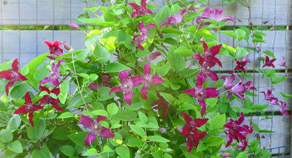 Clematis Raspberry Beret