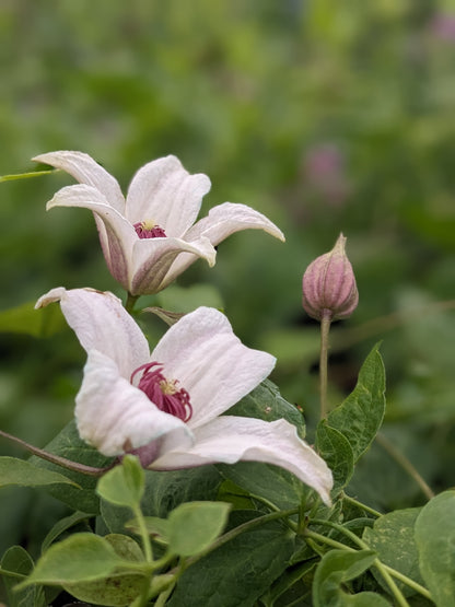 Clematis Princess Kate