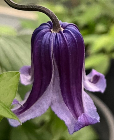 Clematis Roguchi No. 2