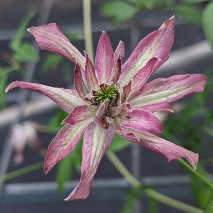 Clematis Rosalyn