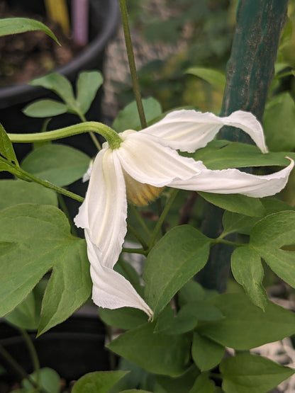 Clematis Alba Chirifu